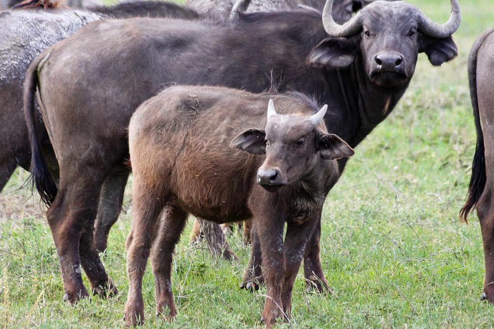 African buffalo calf