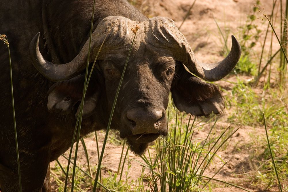 cape buffalo sweet face