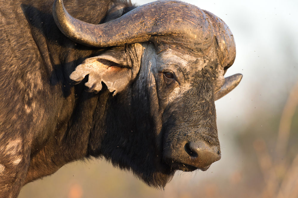 gorgeous Cape buffalo