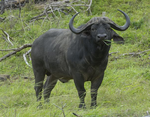 cape buffalo