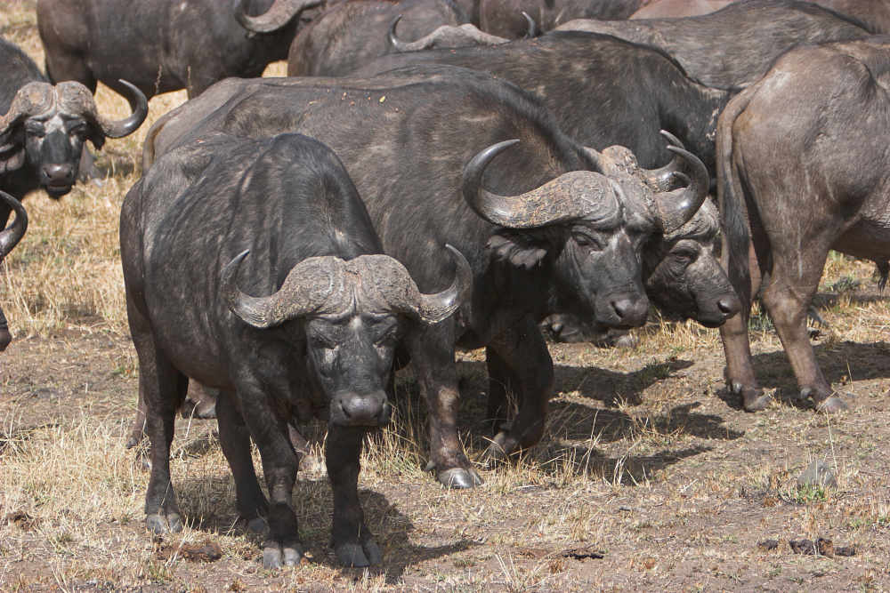 big bull African buffaloes
