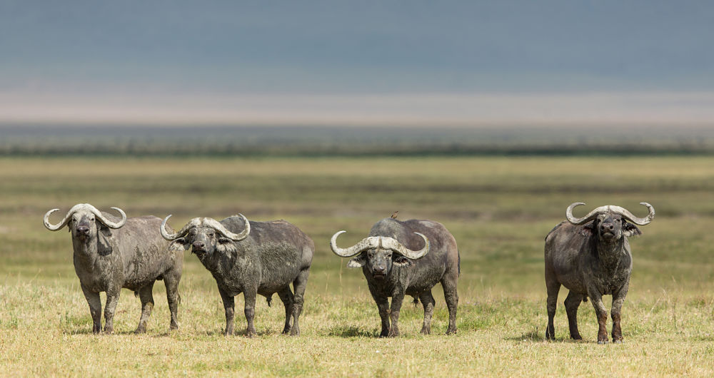 African "dagga boys" Cape buffalo