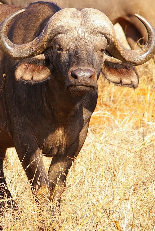 Cape Buffalo Facts - Animal Facts Encyclopedia