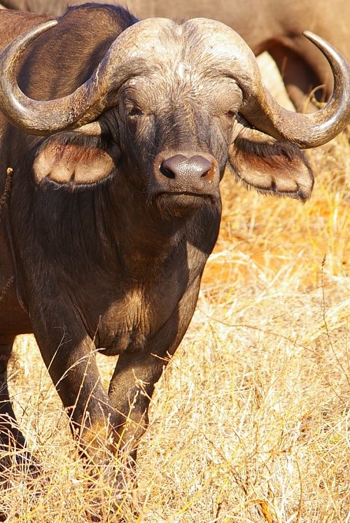 Cape Buffalo Facts - Encyclopedia