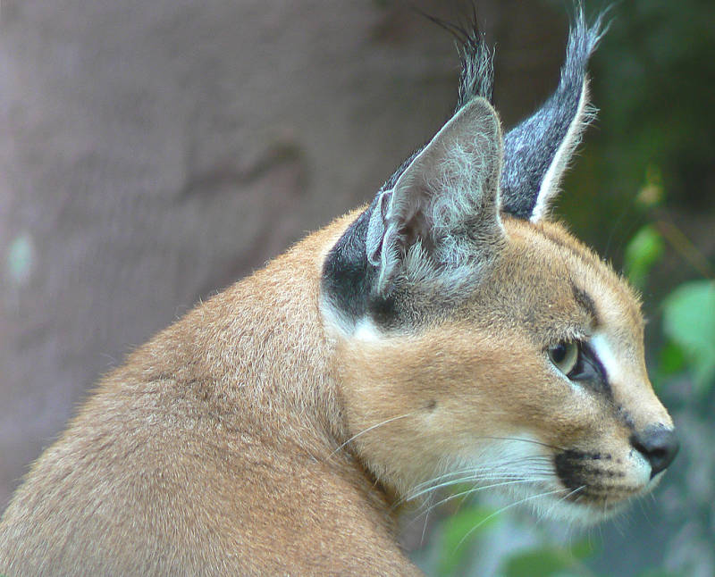 caracal extreme close-up