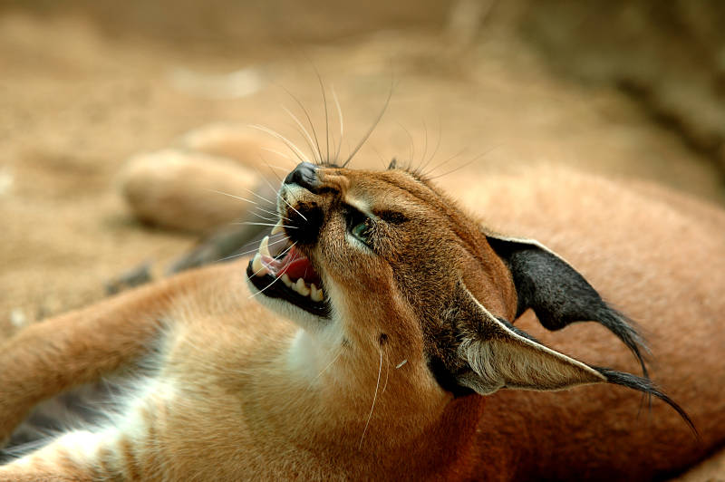 caracal snarling