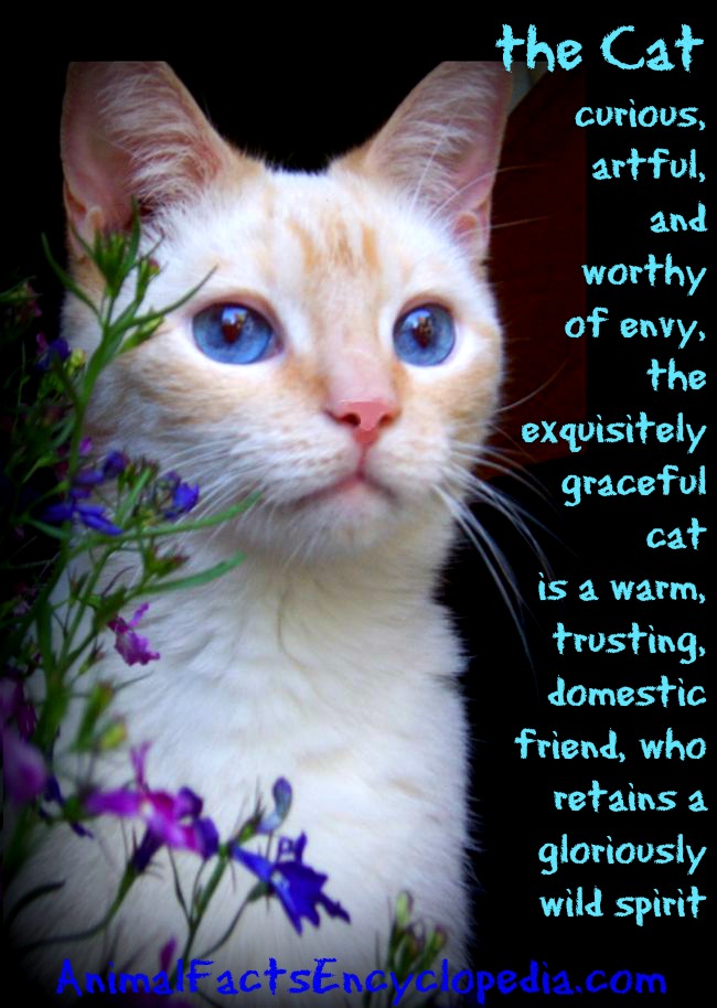 Cat Facts - Animal Facts Encyclopedia< Cat Facts - Animal Facts Encyclopedia<