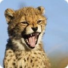 cheetah facts