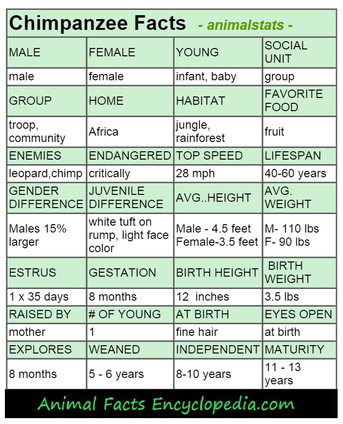 Названия животных на английском языке с переводом. Chimp произношение. Chimp транскрипция и перевод. Абизьяна на английском языке. Животные на английском для детей.