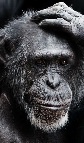 portrait of a Chimpanzee