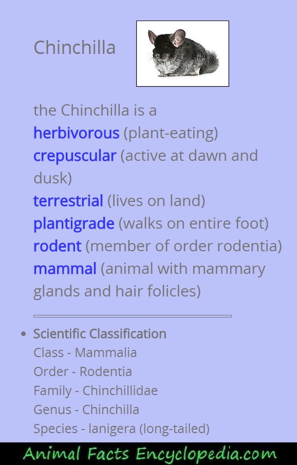 chinchilla info