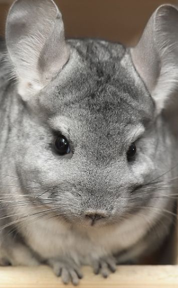 Chinchilla Facts - Animal Facts Encyclopedia