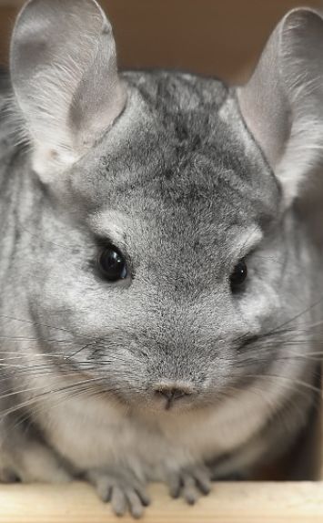 chinchilla pet animals