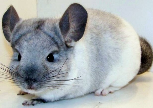 chinchilla