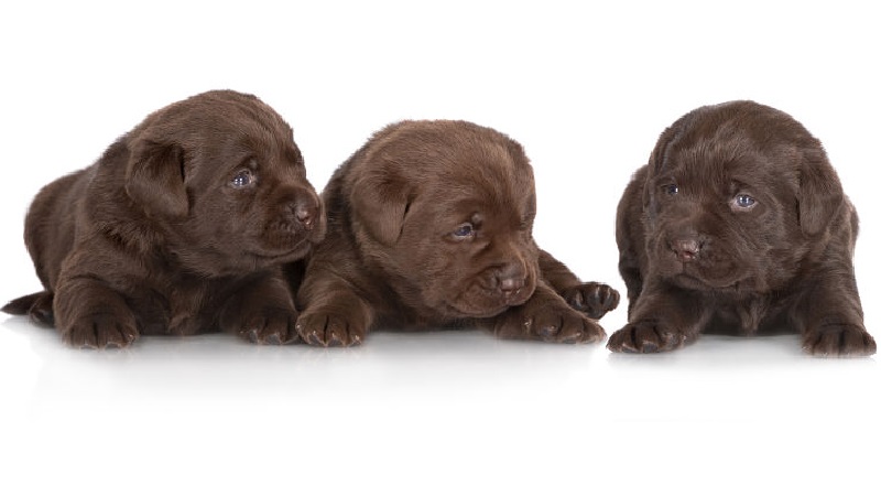 chocolate lab puppies