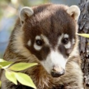 Mexican raccoon