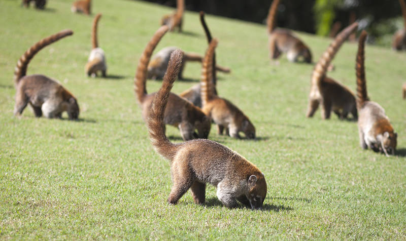 coatimundi troop feeding