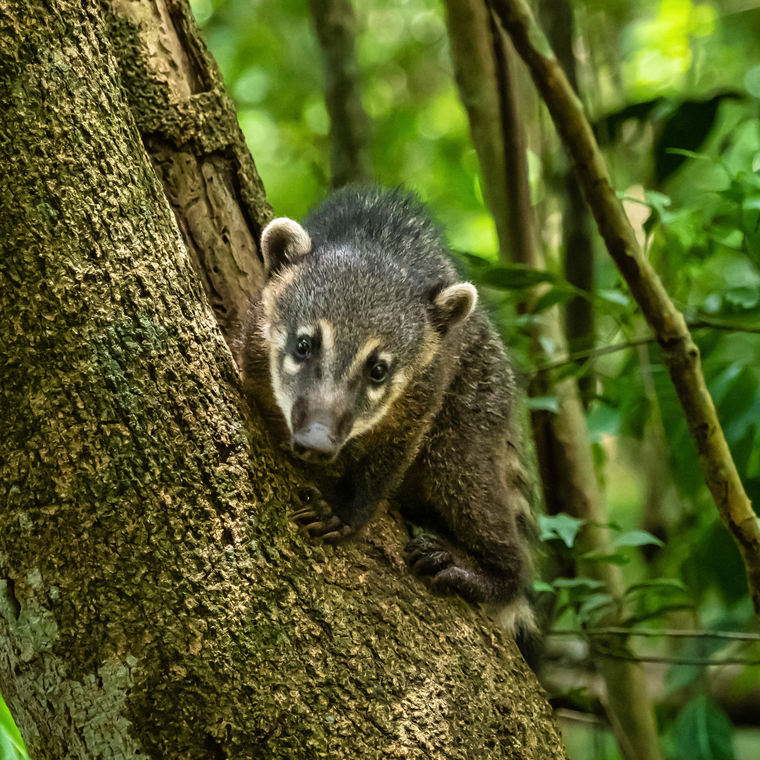 coatimundi in tree coatimundi in tree
