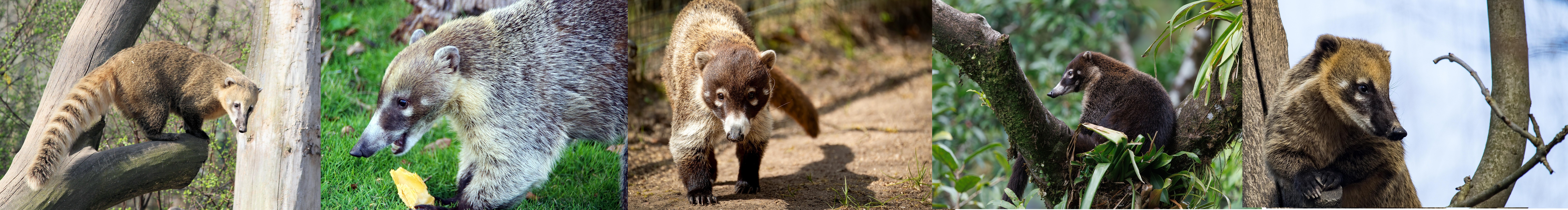 coatis