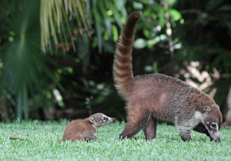 white-nosed coati