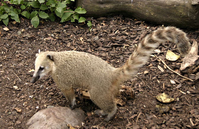 coatimundi.jpg