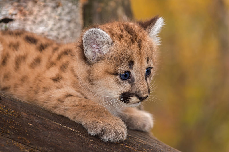 baby puma animal facts