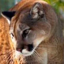 cougar facts