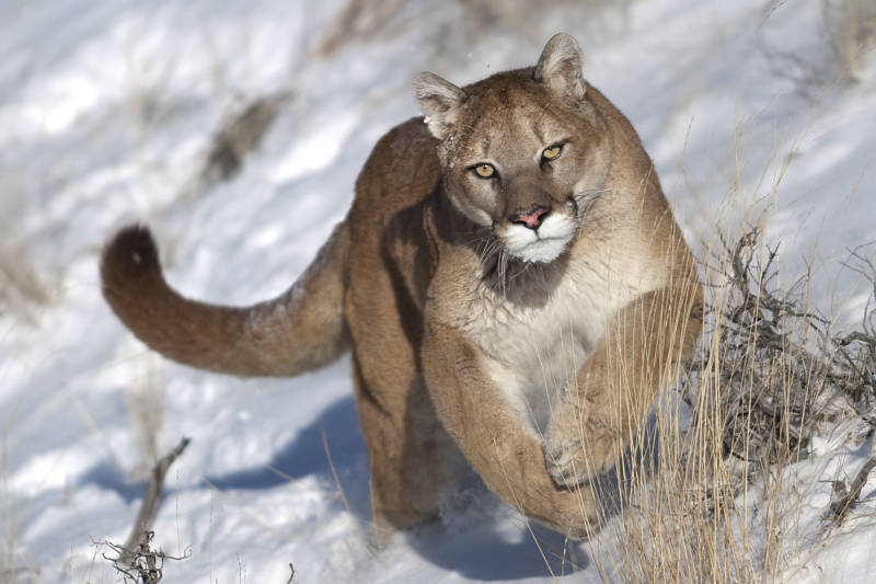cougar in the snow
