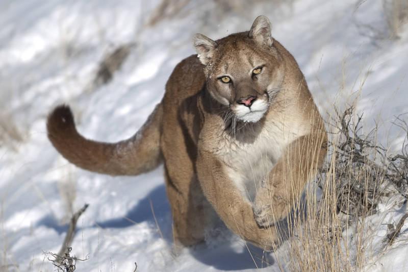 Cougar - Animal Encyclopedia