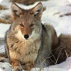 coyote facts