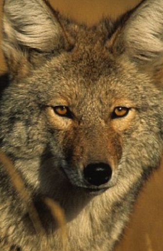 Coyote Animal Facts  Canis latrans - AZ Animals