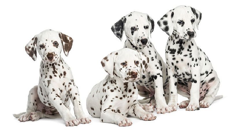 dalmatian puppies