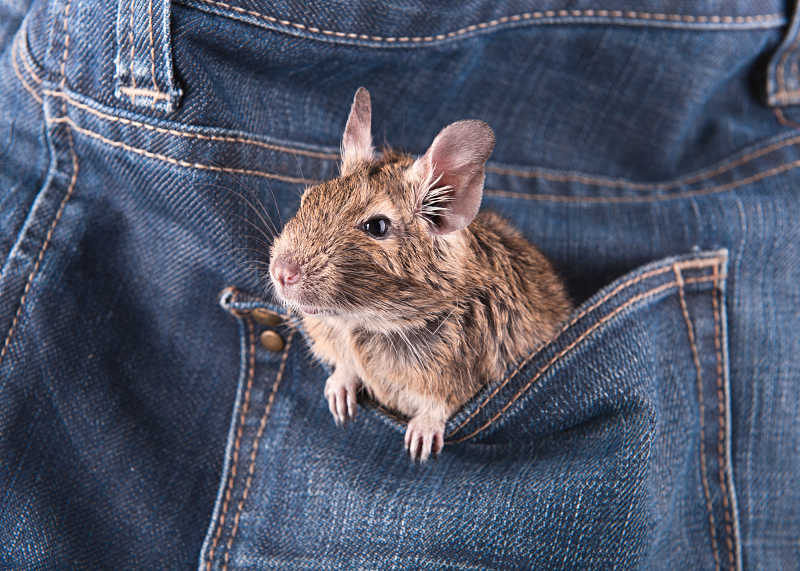 degu in a pocket