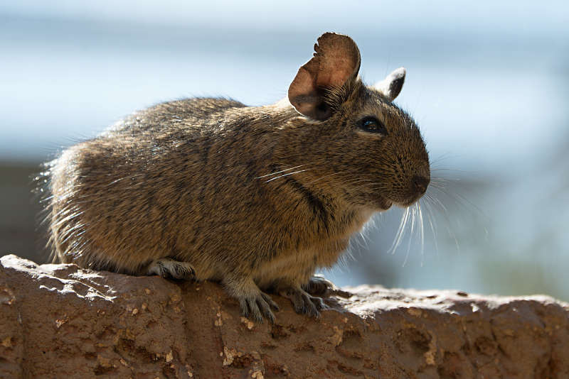 degu in the wild