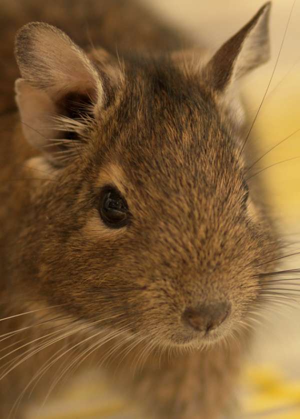 degu portrait