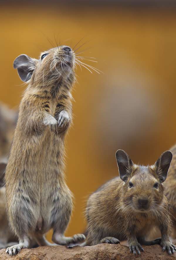 degu story