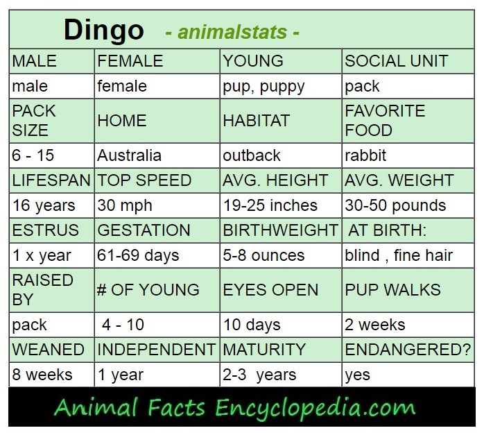 dingo animal stats