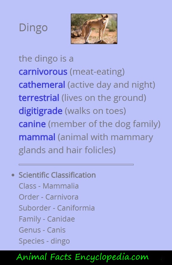 dingo scientific info