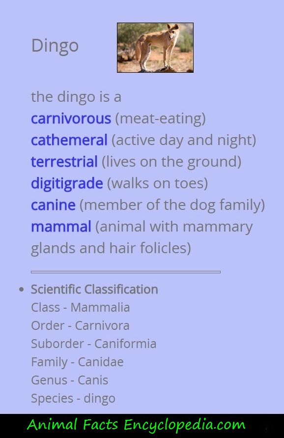 Dingo, Diet, Habitat, & Facts