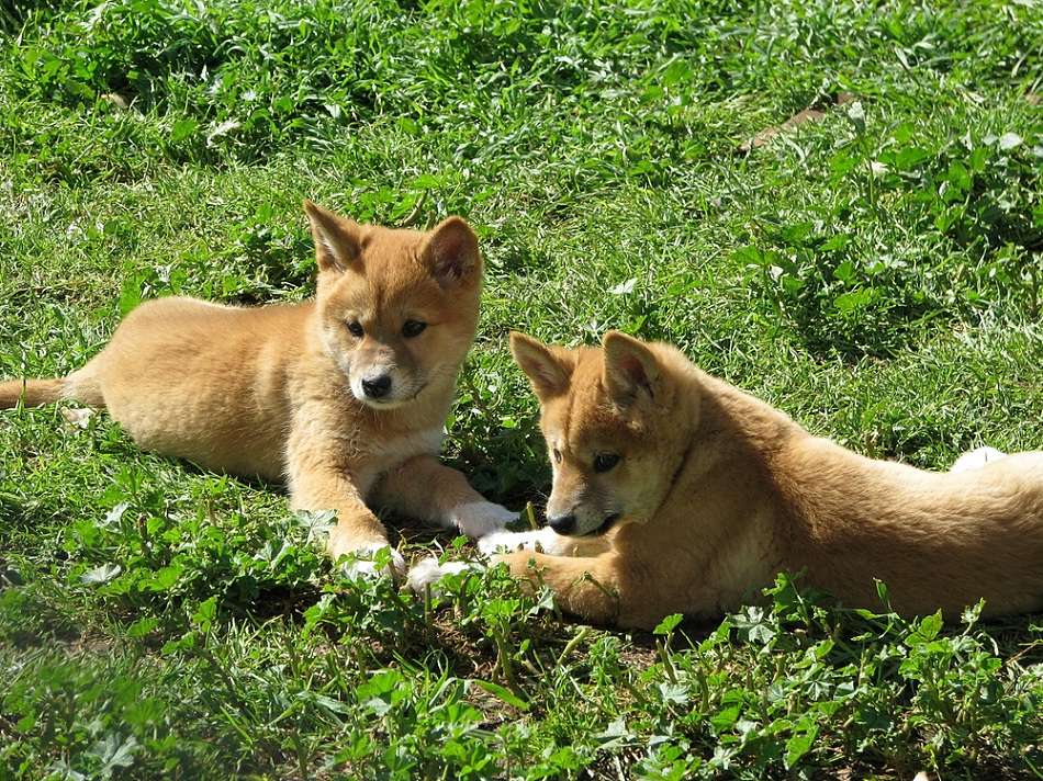 dingo puppies!