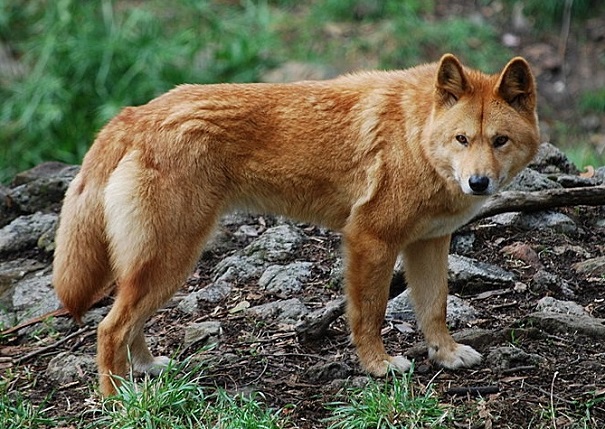 big red dingo
