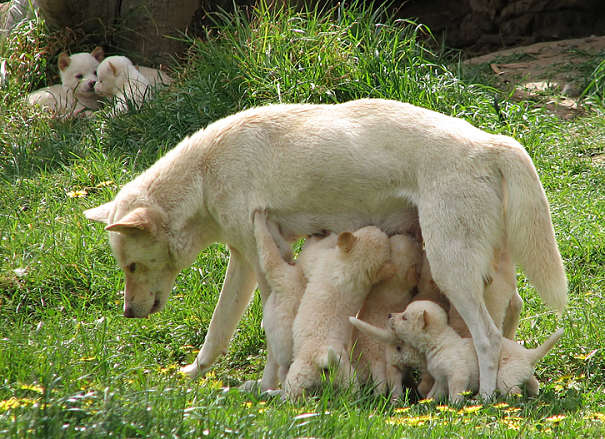 dingo mother and pups