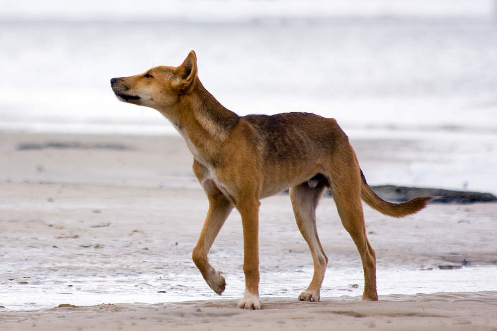 dingo on the beach
