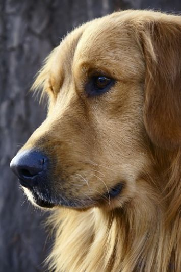 All About Dogs - Animal Facts Encyclopedia All About Dogs - Animal Facts Encyclopedia