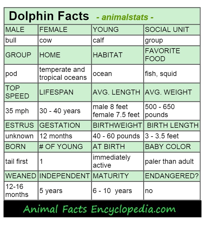 dolphin animal stats