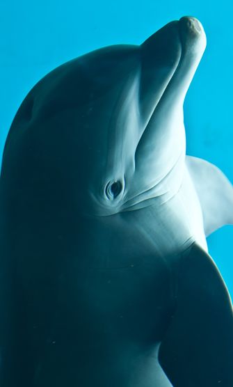 bottlenose dolphin portrait