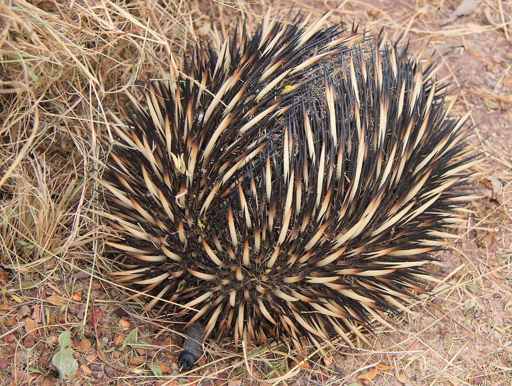 Echidna Facts Animal Facts Encyclopedia