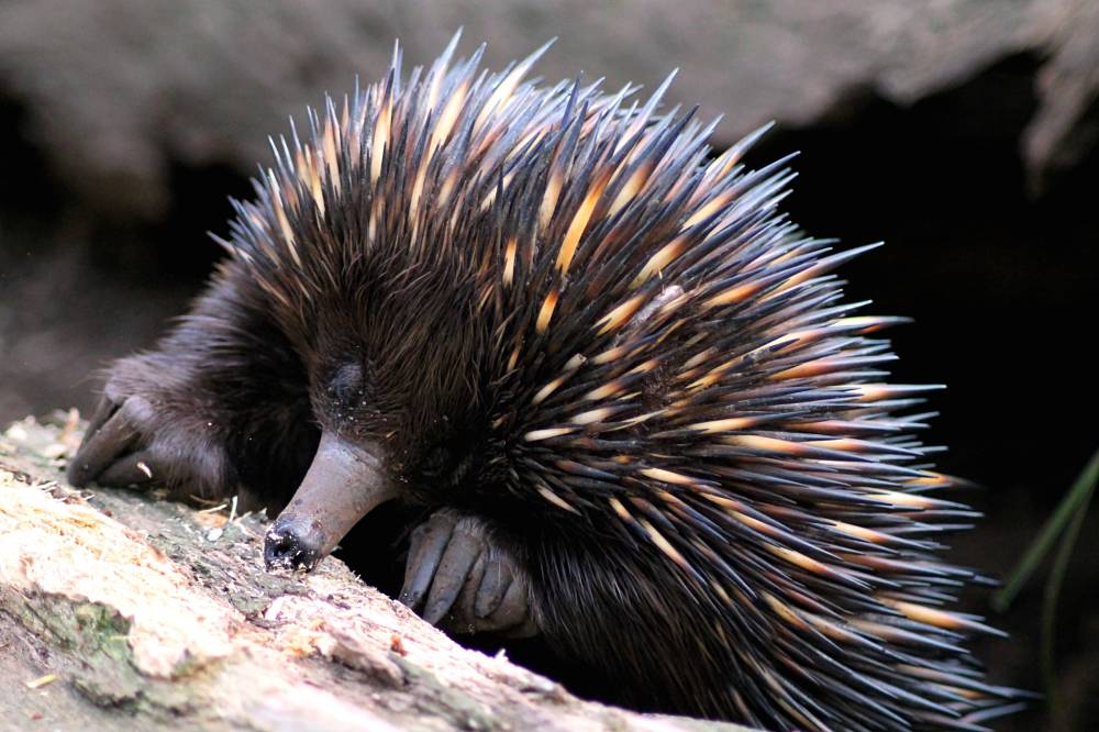 echidna smile