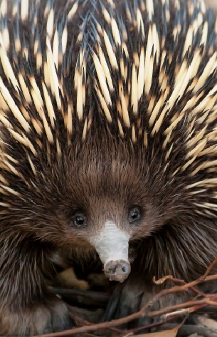 I sikkerhed Decrement Echidna Facts - Animal Facts Encyclopedia