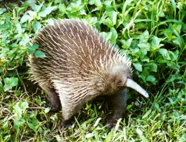 echidna facts